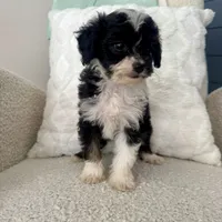 Garth, a male Miniature Aussiedoodle for sale in Chesterfield, MI – 3 of 5