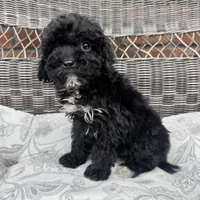 Carly, a female Poodle - Miniature  for sale in Chesterfield, MI – 2 of 7