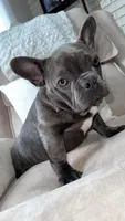 Brooks, a male French Bulldog for sale in Chesterfield, MI – Photo 2 of 7