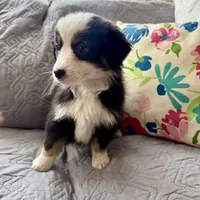 Jake, a male Miniature Australian Shepherd for sale in Chesterfield, MI – Photo 3 of 3