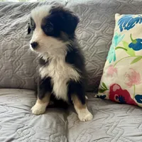 Jake, a male Miniature Australian Shepherd for sale in Chesterfield, MI – Photo 2 of 3