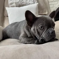 Brooks, a male French Bulldog for sale in Chesterfield, MI – Photo 6 of 7