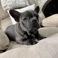 Brooks, a male French Bulldog for sale in Chesterfield, MI – Photo 7 of 7
