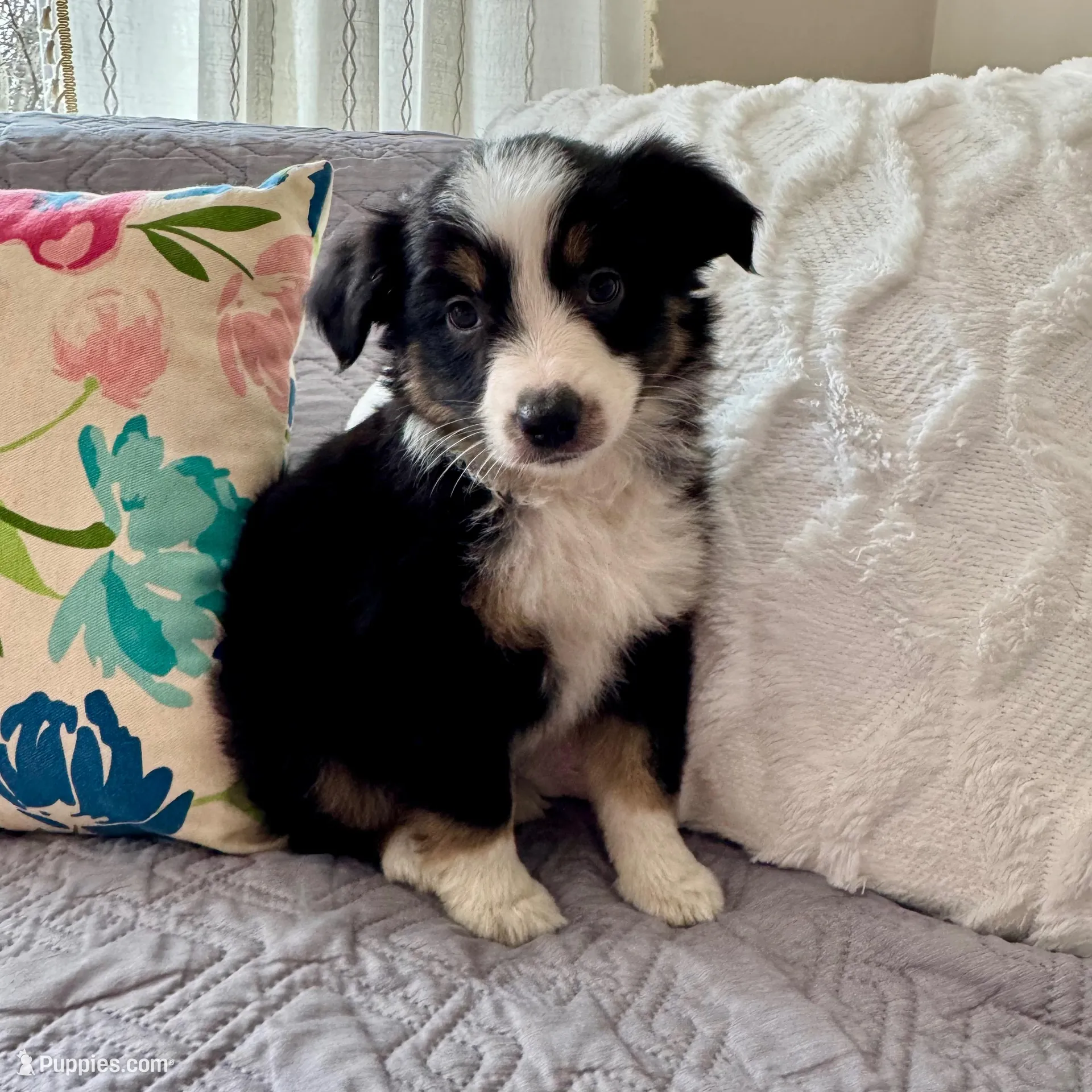 Lily – Miniature Australian Shepherd puppy for sale in Chesterfield, MI