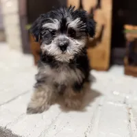 Benny, a male Morkie for sale in Macomb, MI – 5 of 7