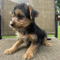Carl, a male Yorkshire Terrier for sale in Chesterfield, MI – 9 of 9