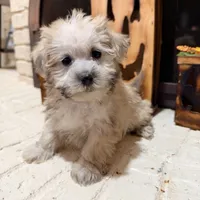 Dexter, a male Maltese and Yorkshire Terrier for sale in Macomb, MI – 6 of 8
