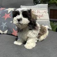 Louie , a male Bichon Frise and Shih Tzu for sale in Chesterfield, MI – 5 of 5