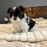 Gracie, a female Pomeranian and Shih Tzu for sale in Chesterfield, MI – 7 of 7