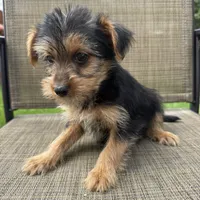Carl , a male Yorkshire Terrier for sale in Chesterfield, MI – 5 of 10