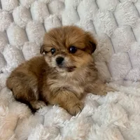 Ava, a female Pomeranian and Shih Tzu for sale in Chesterfield, MI – Photo 2 of 4