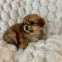 Ava, a female Pomeranian and Shih Tzu for sale in Chesterfield, MI – Photo 3 of 4