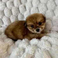 Ava, a female Pomeranian and Shih Tzu for sale in Chesterfield, MI – Photo 4 of 4