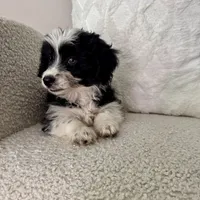 Alan, a male Poodle - Miniature  and Miniature Australian Shepherd for sale in Chesterfield, MI – 4 of 5