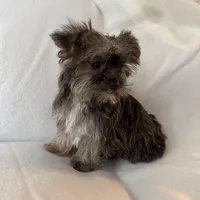 Skip, a male Shorkie for sale in Chesterfield, MI – Photo 2 of 4