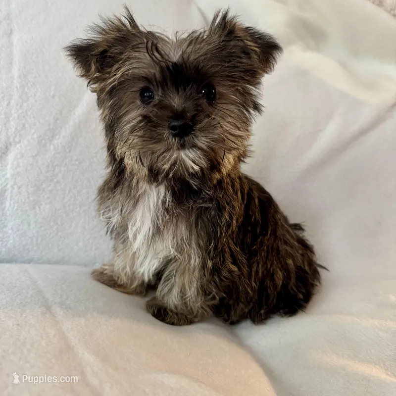Skip – Shorkie puppy for sale in Chesterfield, MI