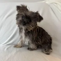 Skip, a male Shorkie for sale in Chesterfield, MI – Photo 3 of 4