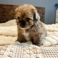 Sasha, a female Pomeranian and Shih Tzu for sale in Chesterfield, MI – 2 of 6