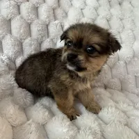 Timmy, a male Pomeranian and Shih Tzu for sale in Chesterfield, MI – Photo 3 of 4