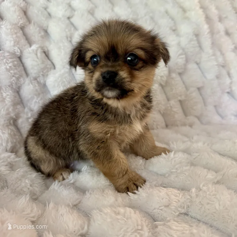 Timmy – Pomeranian, Shih Tzu puppy for sale in Chesterfield, MI