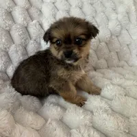 Timmy, a male Pomeranian and Shih Tzu for sale in Chesterfield, MI – Photo 4 of 4