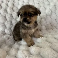 Timmy, a male Pomeranian and Shih Tzu for sale in Chesterfield, MI – Photo 2 of 4