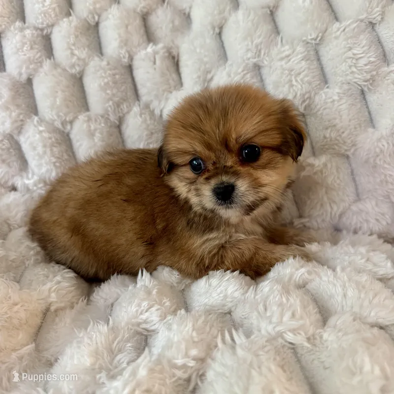 Ava – Pomeranian, Shih Tzu puppy for sale in Chesterfield, MI