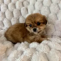 Ava, a female Pomeranian and Shih Tzu for sale in Chesterfield, MI – Photo 1 of 4