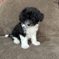 Meadow, a female Havapoo for sale in Chesterfield, MI – 7 of 8