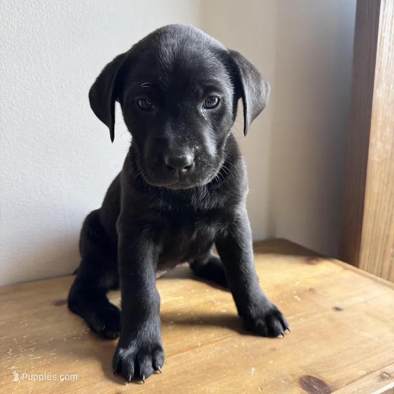 Betty – Labrador Retriever puppy for sale in Chesterfield, MI