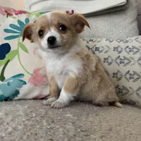 Chester , a male Chihuahua for sale in Chesterfield, MI – Photo 2 of 4