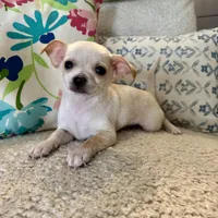 Bo, a male Chihuahua for sale in Chesterfield, MI – Photo 1 of 6