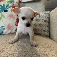 Bo, a male Chihuahua for sale in Chesterfield, MI – Photo 2 of 6