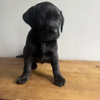 Betty, a male Labrador Retriever for sale in Chesterfield, MI – Photo 4 of 4