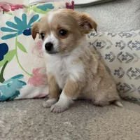 Chester , a male Chihuahua for sale in Chesterfield, MI – Photo 4 of 4