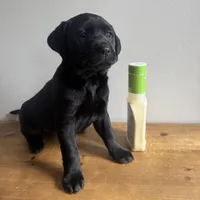 Betty, a male Labrador Retriever for sale in Chesterfield, MI – Photo 3 of 4