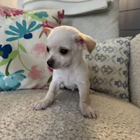 Bo, a male Chihuahua for sale in Chesterfield, MI – Photo 6 of 6