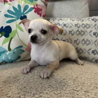 Bo, a male Chihuahua for sale in Chesterfield, MI – Photo 5 of 6