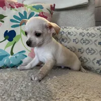 Bo, a male Chihuahua for sale in Chesterfield, MI – Photo 4 of 6