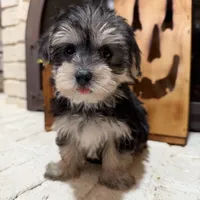 Alexa, a female Maltese and Yorkshire Terrier for sale in Macomb, MI – 5 of 9