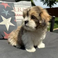 Henry , a male Bichon Frise and Shih Tzu for sale in Chesterfield, MI – 3 of 6