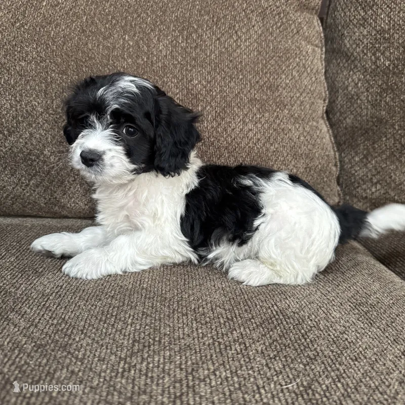 Tony – Havapoo puppy for sale in Chesterfield, MI