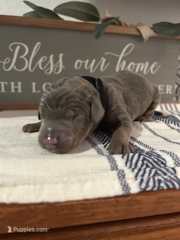 Blue  – Doberman Pinscher puppy for sale in Fort Worth, TX