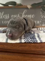 Blue , a male Doberman Pinscher for sale in Fort Worth, TX – 2 of 6