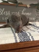 Blue , a male Doberman Pinscher for sale in Fort Worth, TX – 5 of 6