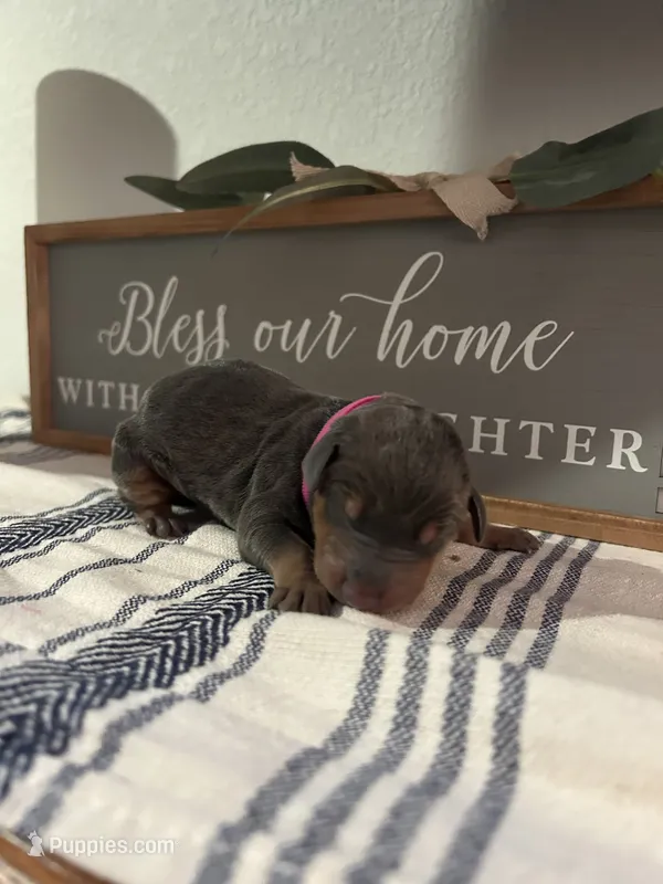 Hot pink – Doberman Pinscher puppy for sale in Fort Worth, TX