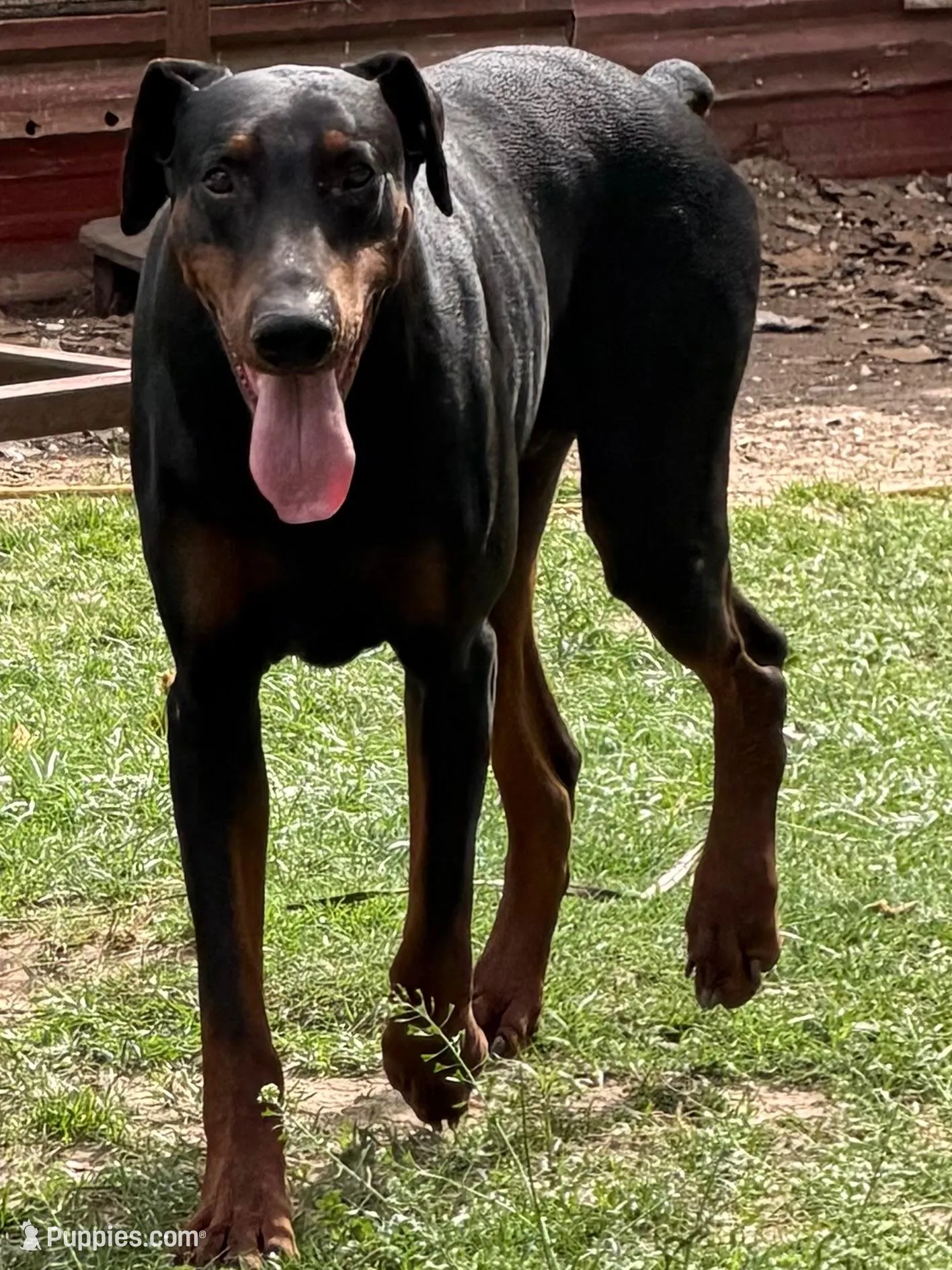 Doberman Pinchers, a  Doberman Pinscher for sale in Fort Worth, TX – Photo 2 of 2