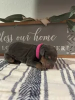 Hot pink, a female Doberman Pinscher for sale in Fort Worth, TX – 3 of 5