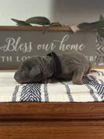 Blue , a male Doberman Pinscher for sale in Fort Worth, TX – 3 of 6