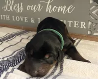 Hunter, a male Doberman Pinscher for sale in Fort Worth, TX – 5 of 5